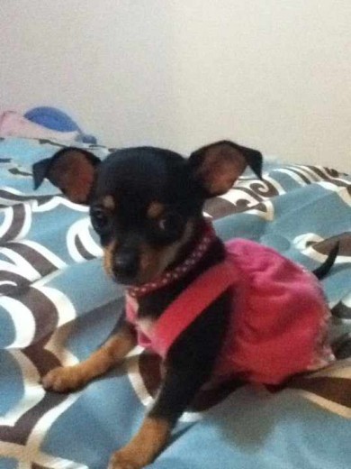 mi perrita canica bien coqueta!!!! Aqui cuando tenia 2 meses de edad! mi perrita canica bien coqueta!!!! Aqui cuando tenia 2 meses de edad!